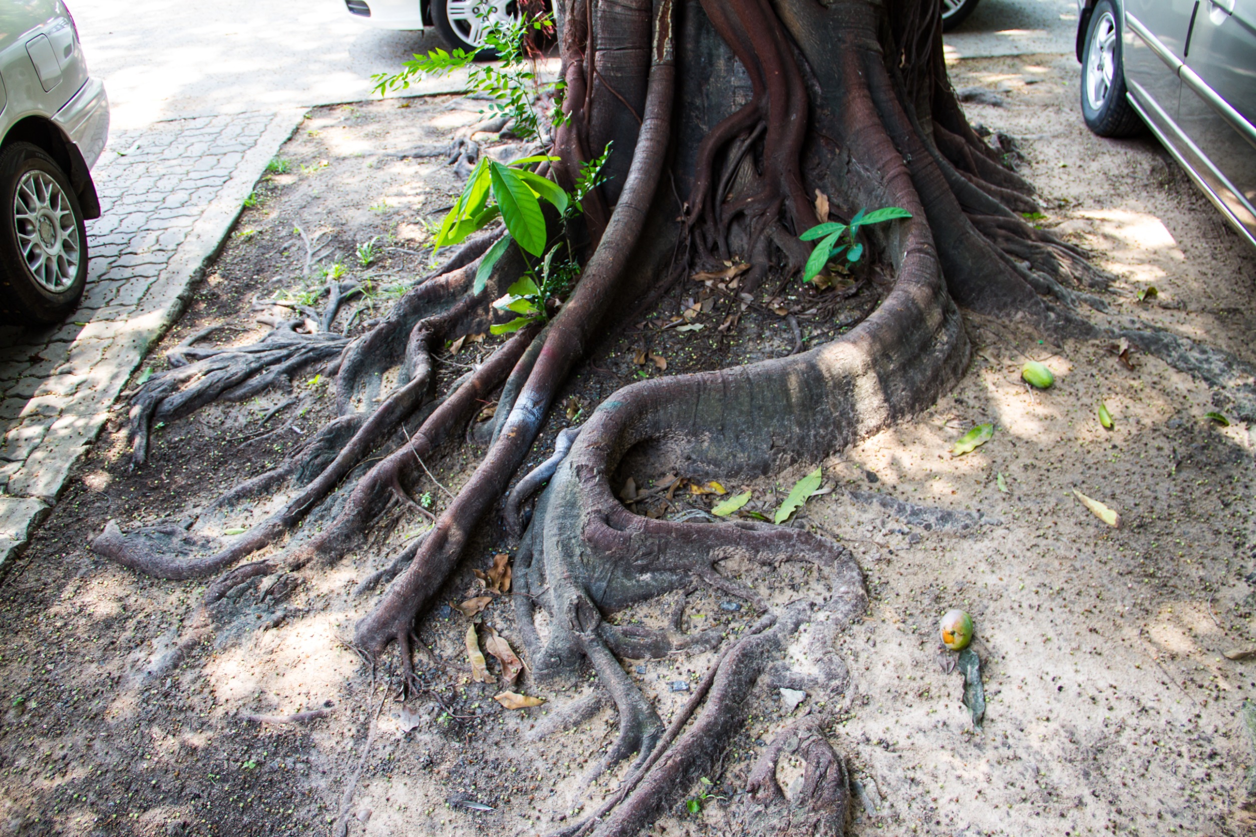 tree roots can damage main sewer lines
